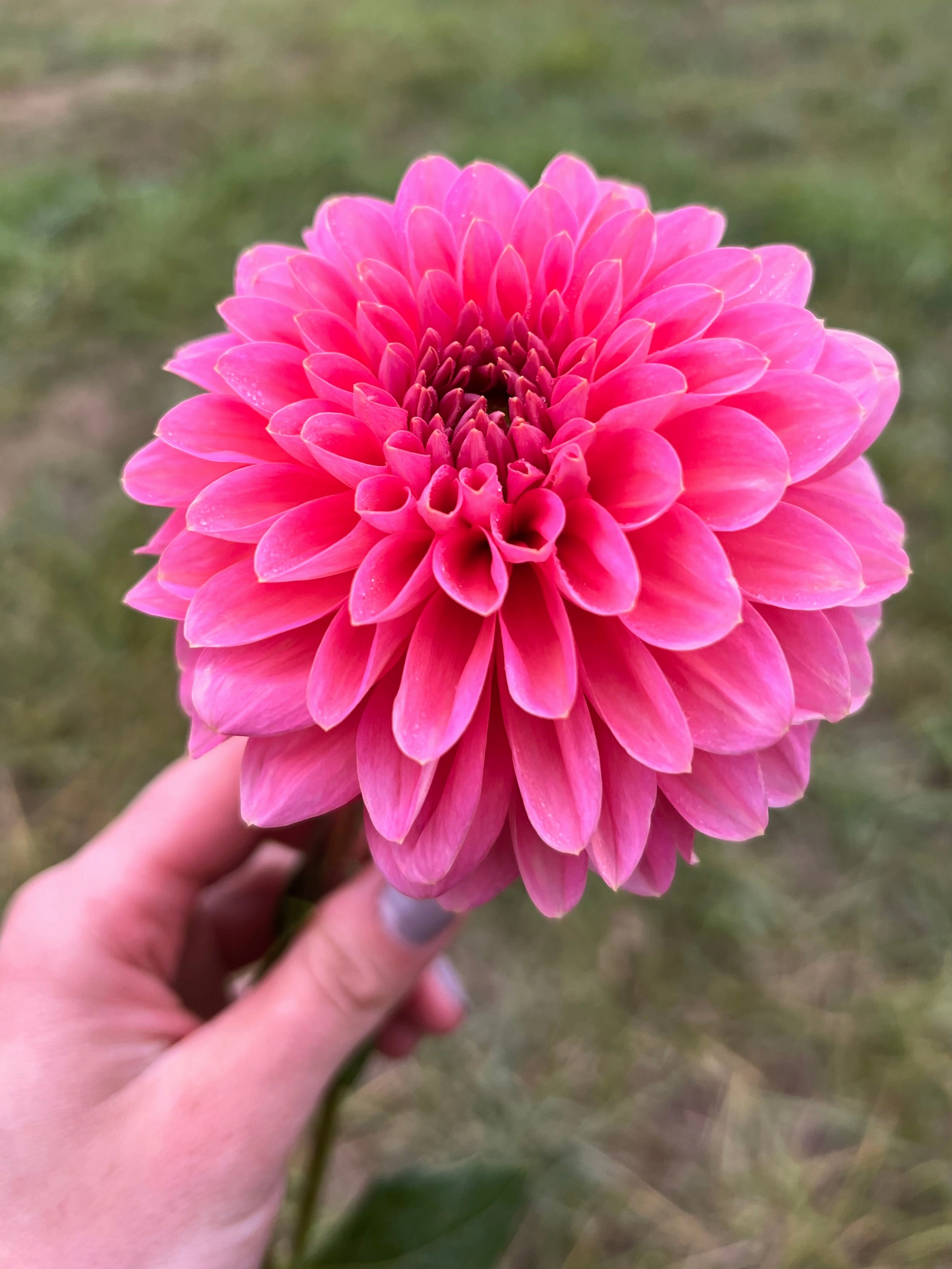 Linda's Baby - Dahlia Tuber