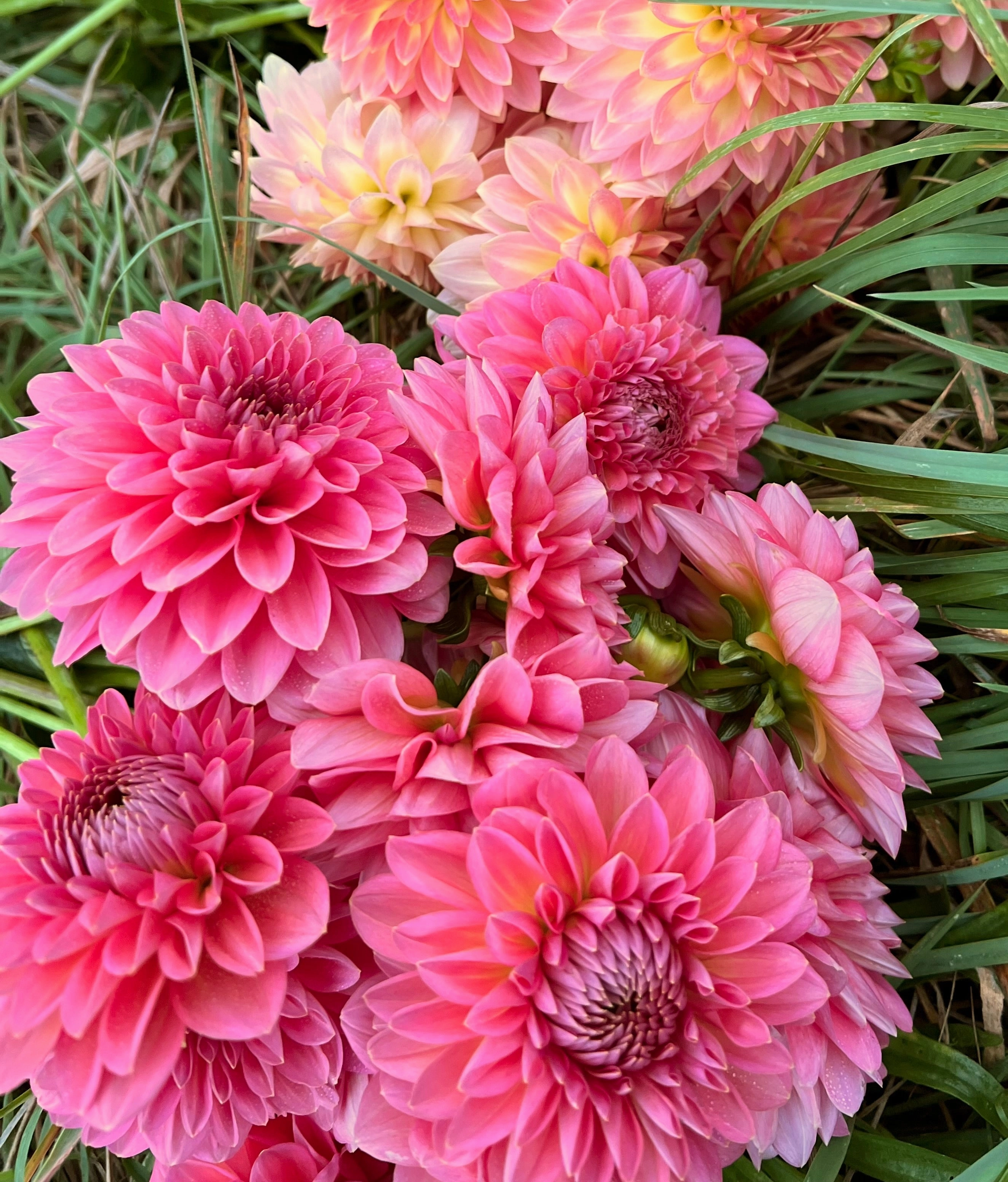 Linda's Baby - Dahlia Tuber