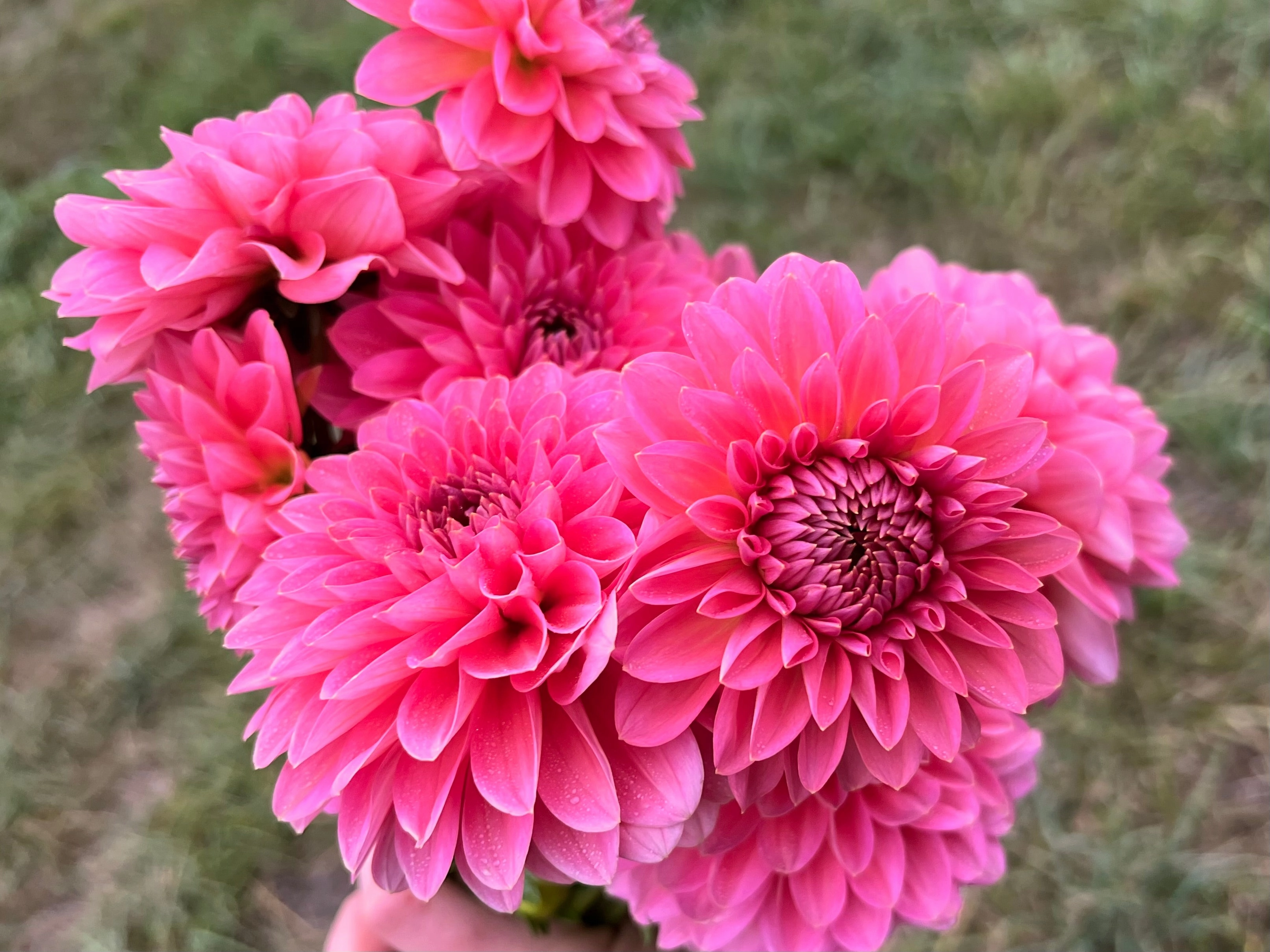 Linda's Baby - Dahlia Tuber